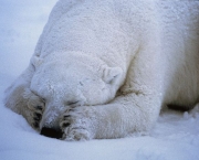 Fotos Urso Polar (11)