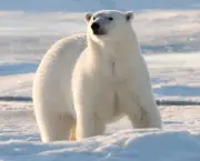Fotos Urso Polar (12)