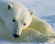 Fotos Urso Polar (16)
