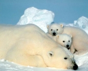 Fotos Urso Polar (17)