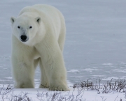 Fotos Urso Polar (18)