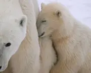 Fotos Urso Polar (19)