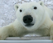 Fotos Urso Polar (20)
