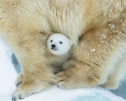 Fotos Urso Polar (21)