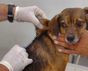 Fotos Vacinacao de Animais (1)