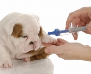 Fotos Vacinacao de Animais (4)