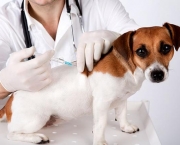 Fotos Vacinacao de Animais (8)