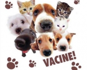 Fotos Vacinacao de Animais (9)