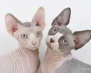 as-cinco-racas-mais-estranhas-de-gatos-no-mundo-515e053d351d6