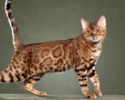 Bengal-Cats-entre-as-racas-de-gatos-mais-caras-do-mundo