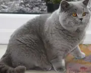 British-Shorthair-Cats-entre-as-racas-de-gatos-mais-caras-do-mundo