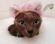gato-no-banho