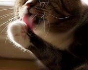 veterinario-gatos-caxias-purina-cat-chow1