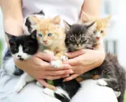 Person holding little cats in arms.