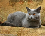 Gato Azul Russo (1)
