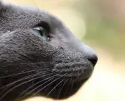 Gato Azul Russo (2)