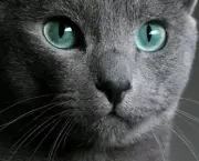 Gato Azul Russo (2)
