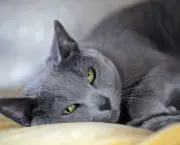Gato Azul Russo (4)