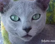 Gato Azul Russo (5)