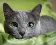 Gato Azul Russo (6)