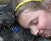 Gato Azul Russo (7)