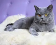 Gato Azul Russo (8)