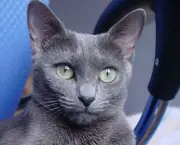 Gato Azul Russo (9)