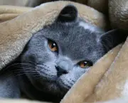 Gato Azul Russo (11)