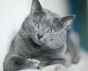 Gato Azul Russo (12)