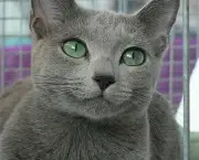 Gato Azul Russo (13)