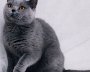 Gato Azul Russo (14)