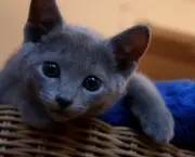 Gato Azul Russo (15)
