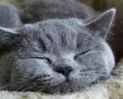 Gato Azul Russo (16)