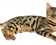 Gato Bengal (1)