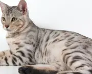Gato Bengal (5)