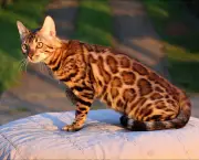 Gato Bengal (6)