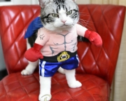 Gato Boxeador (2)