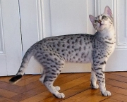Gato Egyptian Mau (3)