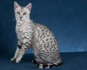 Gato Egyptian Mau (4)