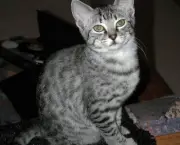 Gato Egyptian Mau (5)