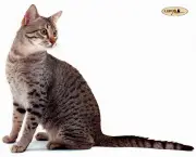 Gato Egyptian Mau (6)