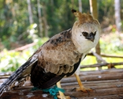 Captive Harpy Eagle in a Huaorani village in the Ecuadorian Amazon