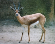 gazela dorcas (1)