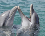 Golfinhos (1)