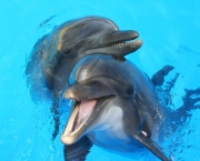Golfinhos (2)