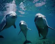 Golfinhos (9)