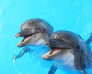 Golfinhos (13)