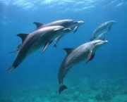Golfinhos (16)