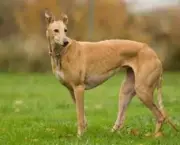 Greyhound 3