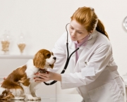 Guia Terapeutico Veterinario (2)